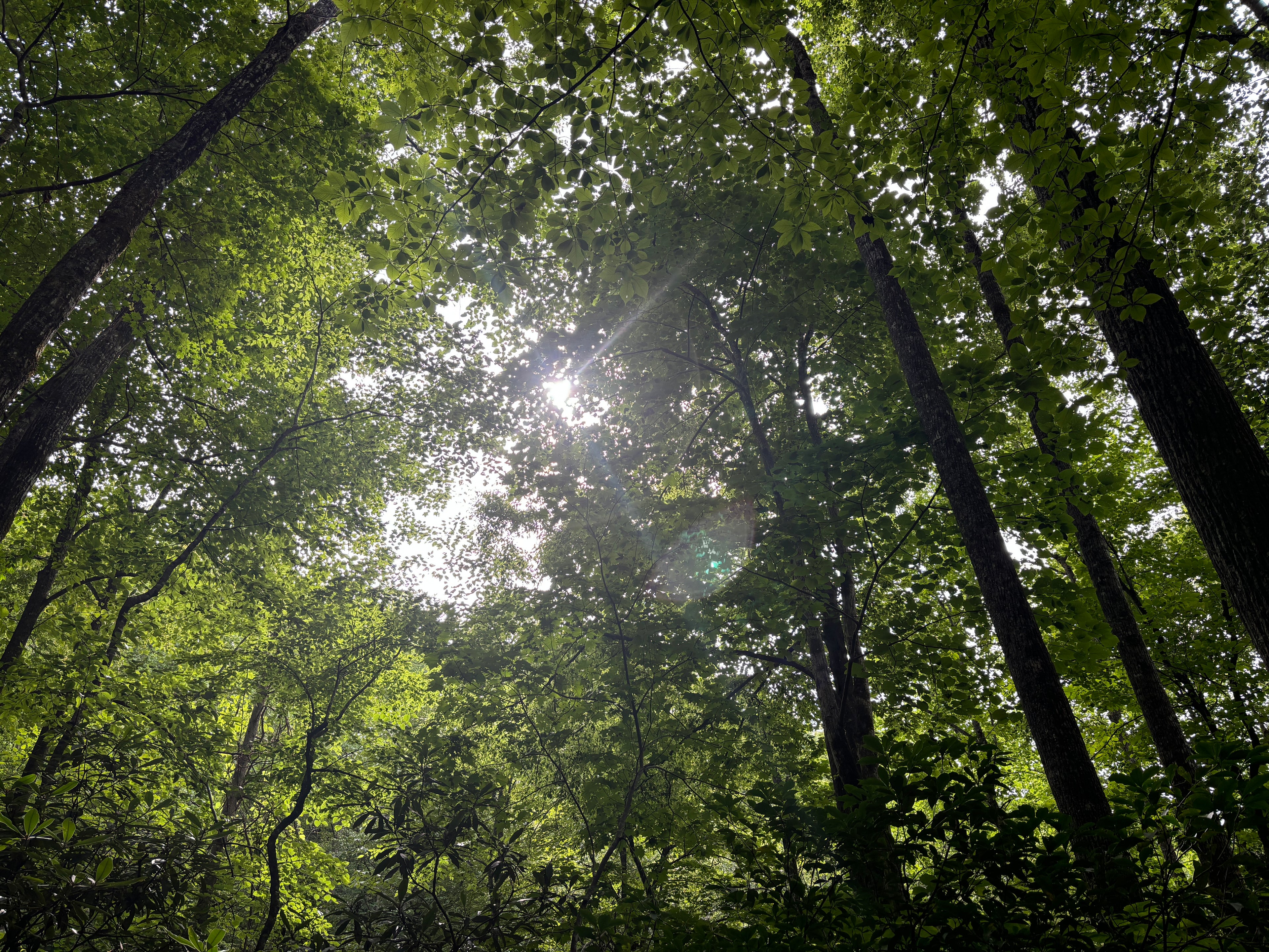 Sunlight filtering through a dense forest canopy